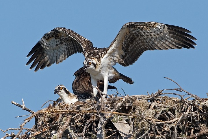 Fischadler Pandion haliaetus Osprey